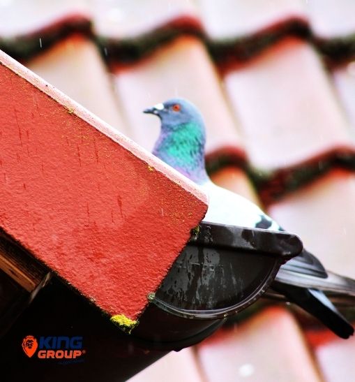 Stop Birds To Enter The Roofs & Gutters